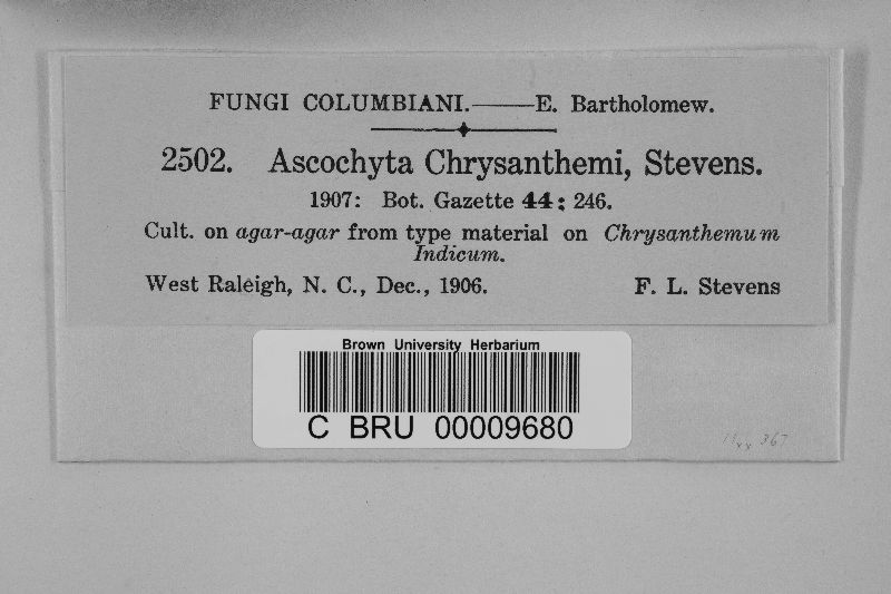 Mycosphaerella chrysanthemi image