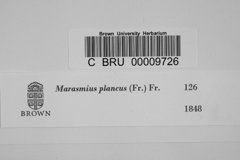 Marasmius plancus image