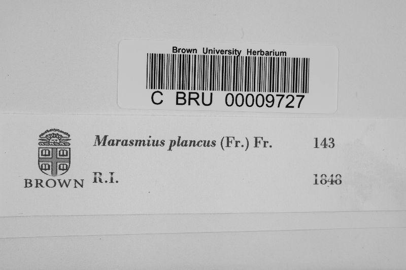 Marasmius plancus image
