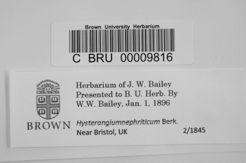 Hysterangium nephriticum image