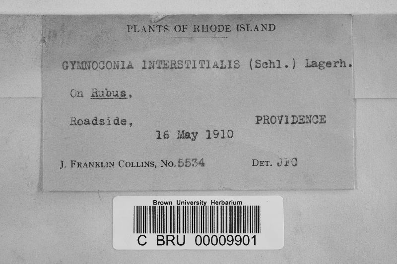 Gymnoconia interstitialis image