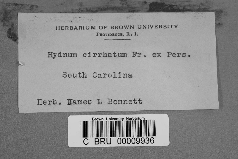 Hericium cirrhatum image