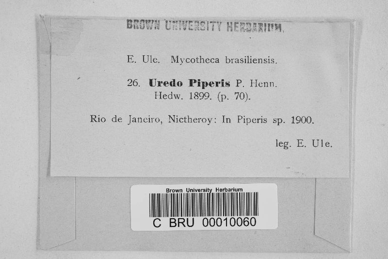 Uredo piperis image