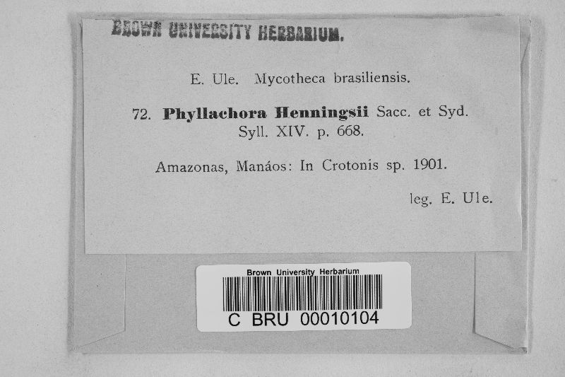 Phyllachora henningsii image