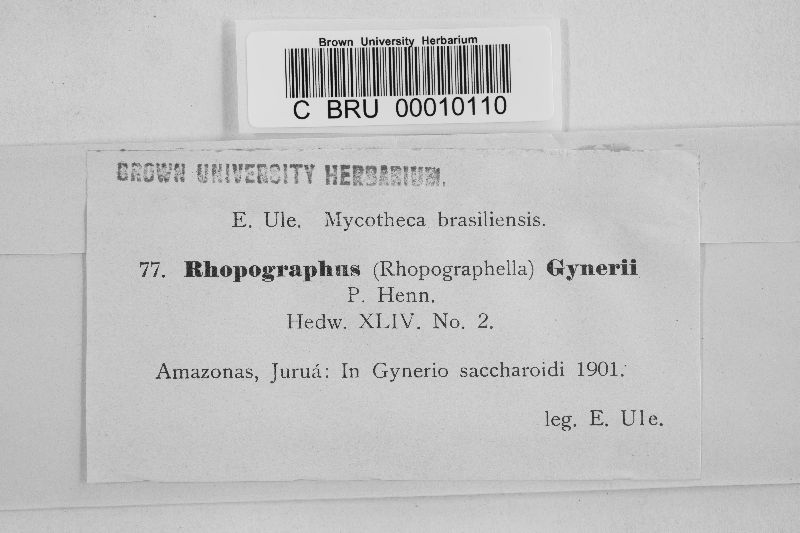 Rhopographus gynerii image