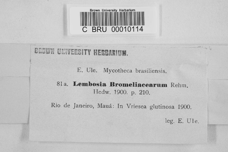 Lembosia bromeliacearum image