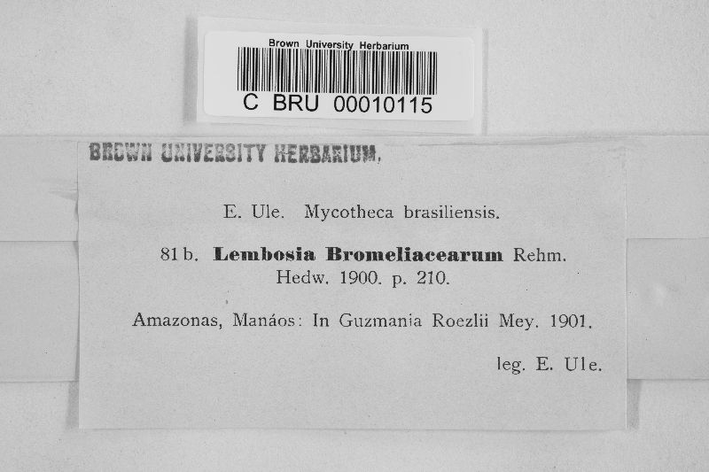 Lembosia image