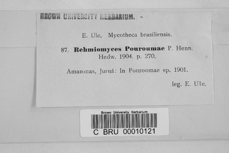 Rehmiomyces pouroumae image