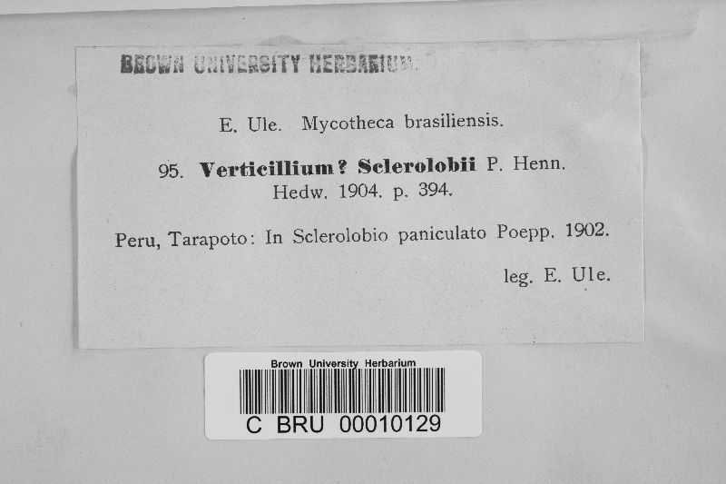 Verticillium sclerolobii image