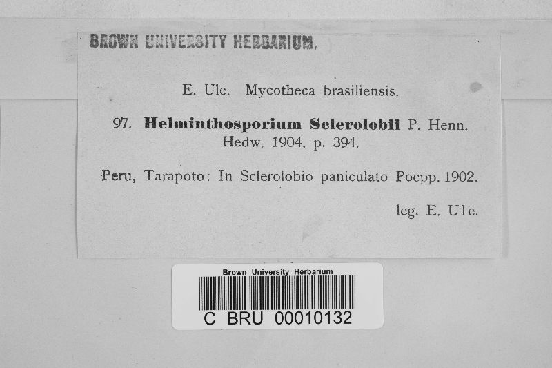 Helminthosporium sclerolobii image