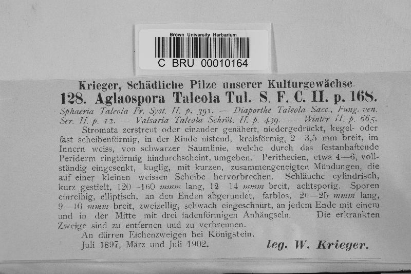 Aglaospora taleola image