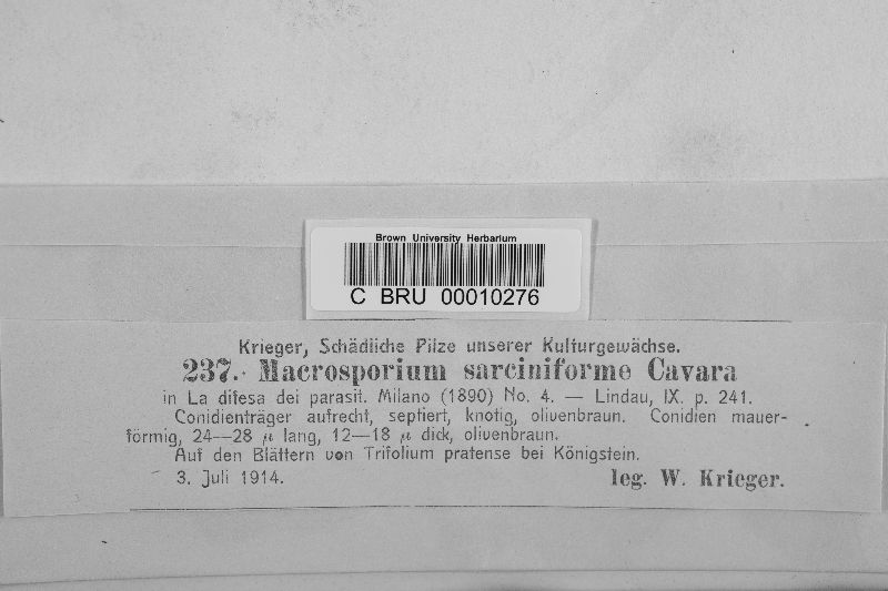 Macrosporium sarciniforme image