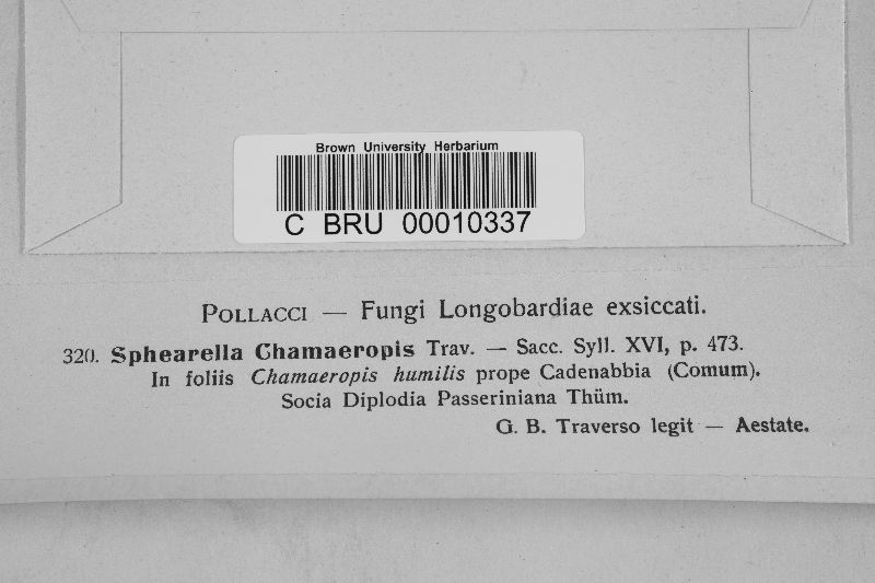 Mycosphaerella chamaeropis image