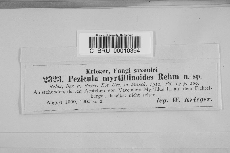 Remleria myrtillinoides image