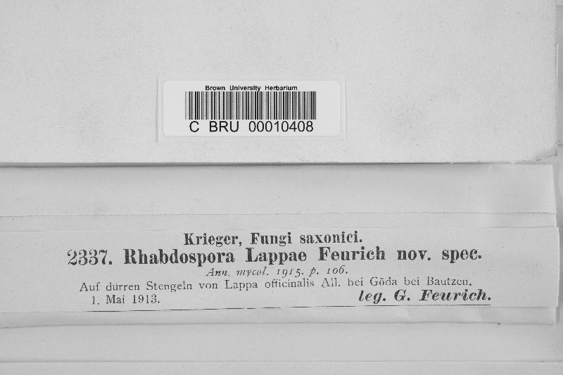 Rhabdospora lappae image