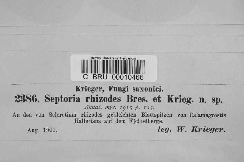 Septoria rhizodes image