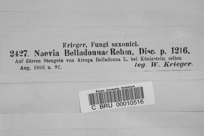 Naevia belladonnae image