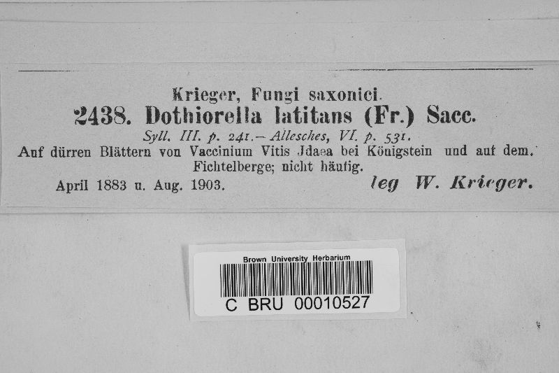Dothiorella latitans image