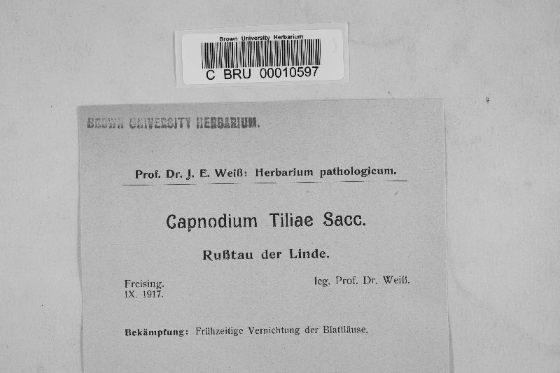 Capnodium tiliae image