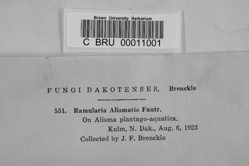 Ramularia alismatis image