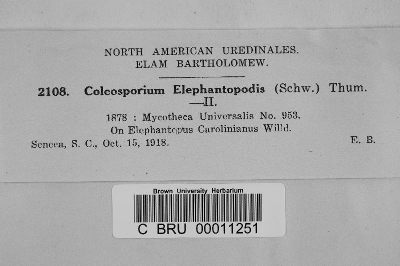 Coleosporium elephantopodis image