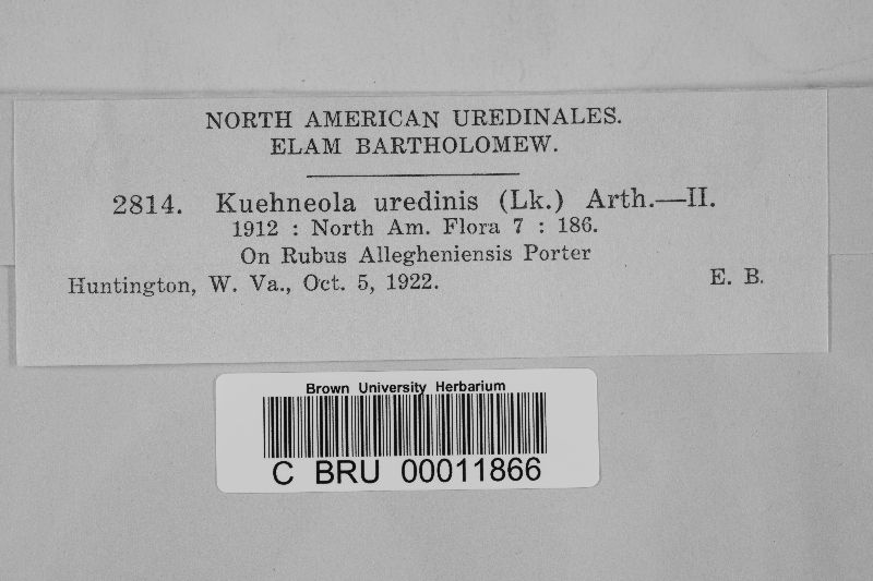 Kuehneola uredinis image