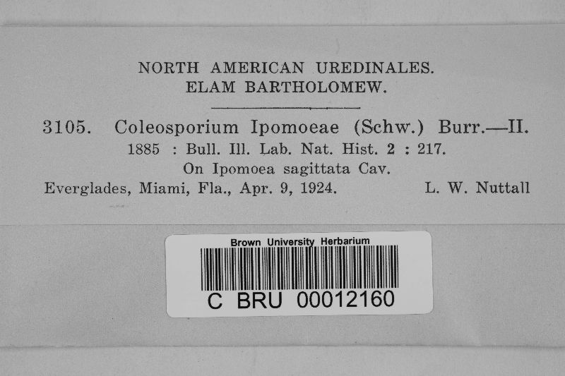 Coleosporium ipomoeae image