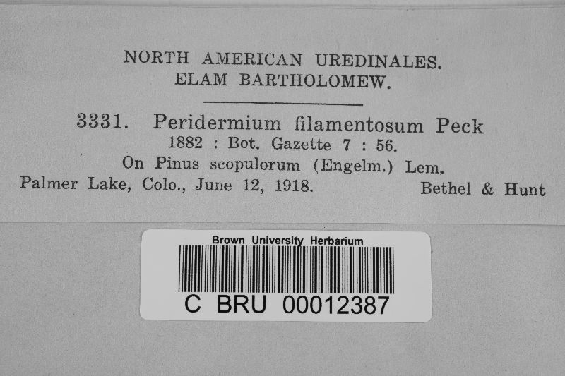 Peridermium filamentosum image