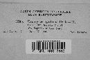 Uromyces hyalinus image