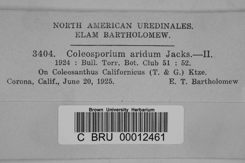Coleosporium aridum image