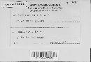 Aecidium aesculi image