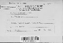 Aecidium album image