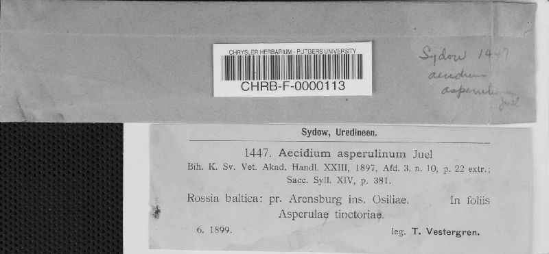 Aecidium asperulinum image