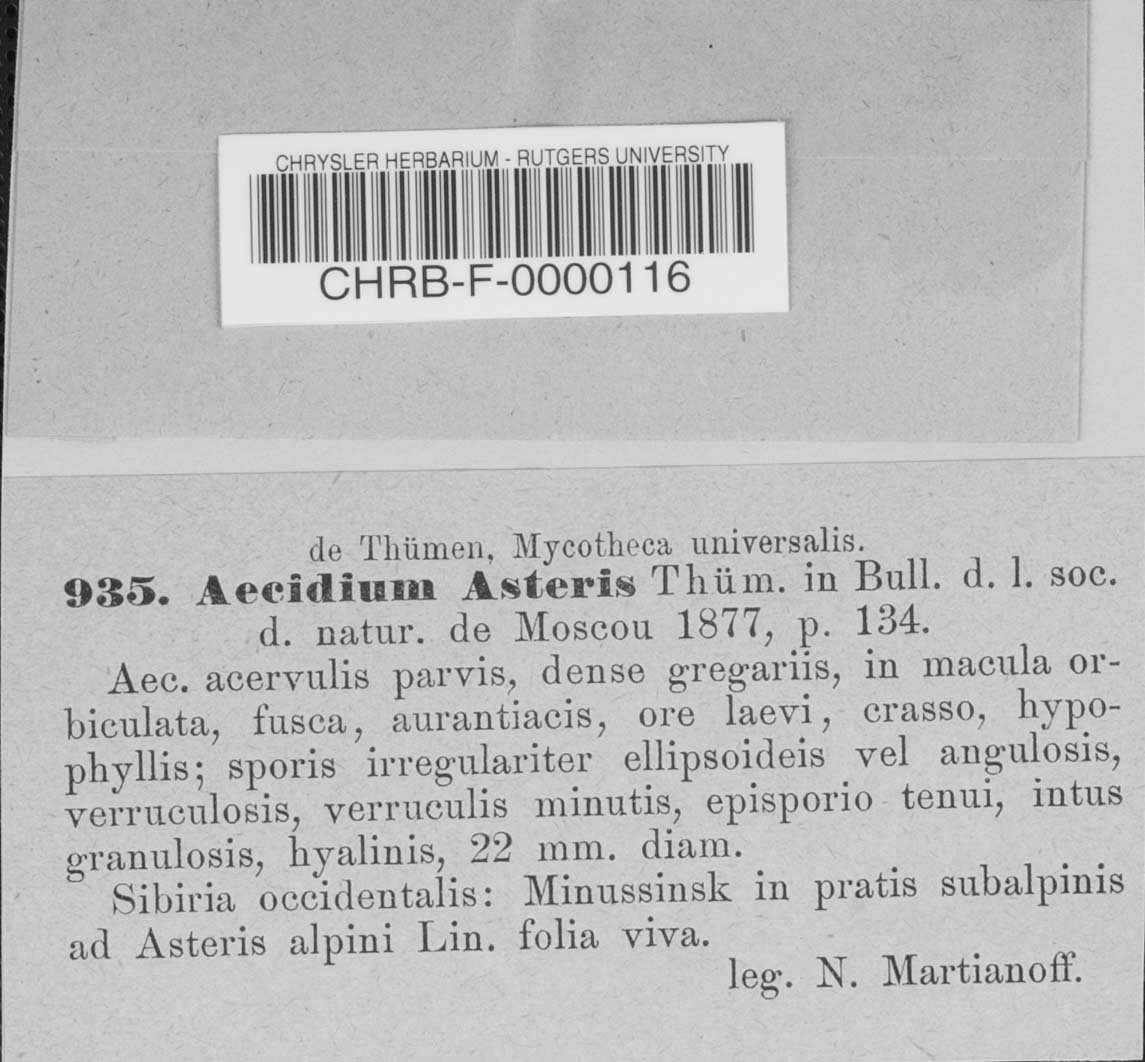Aecidium asteris image