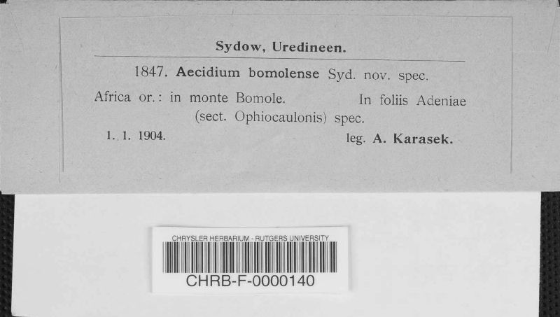Aecidium bomolense image
