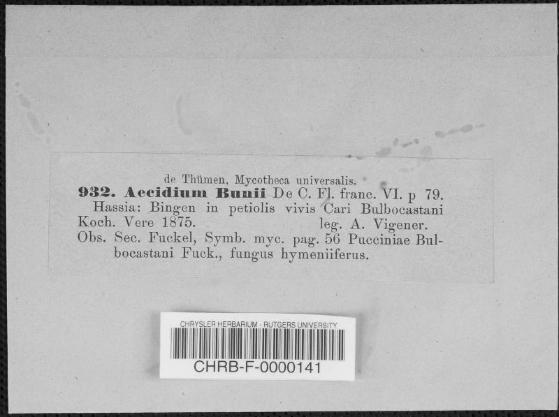 Aecidium bunii image