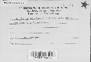 Aecidium circinans image