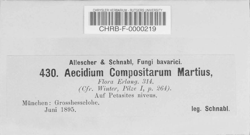Aecidium compositarum image