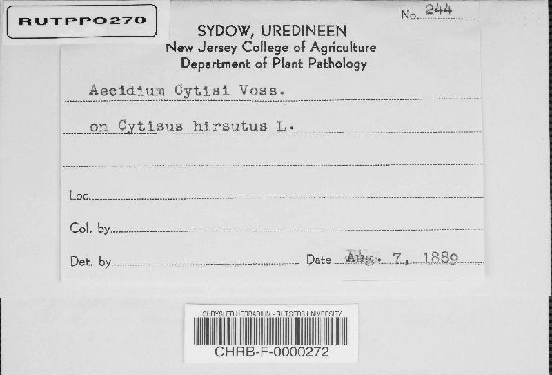 Aecidium cytisi image