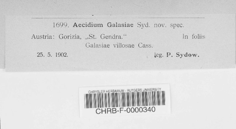 Aecidium galasiae image