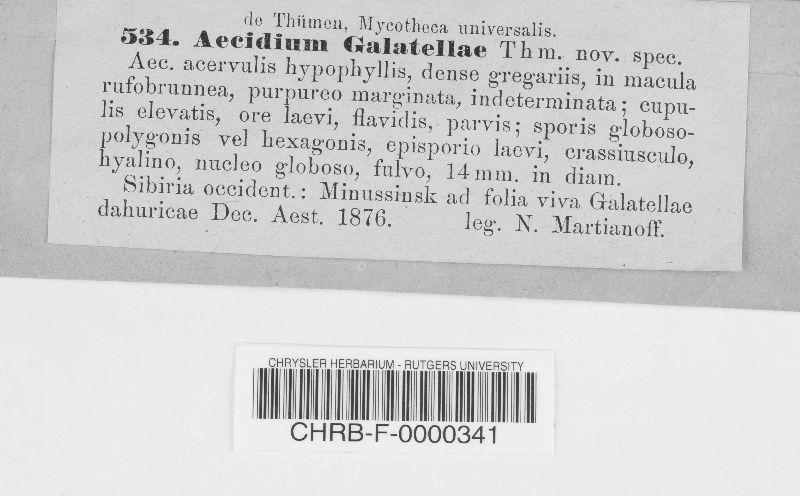 Aecidium galatellae image
