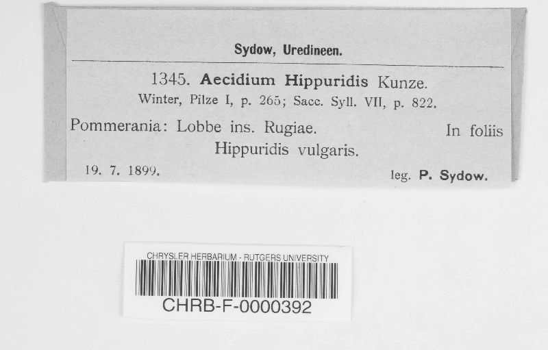 Aecidium hippuridis image