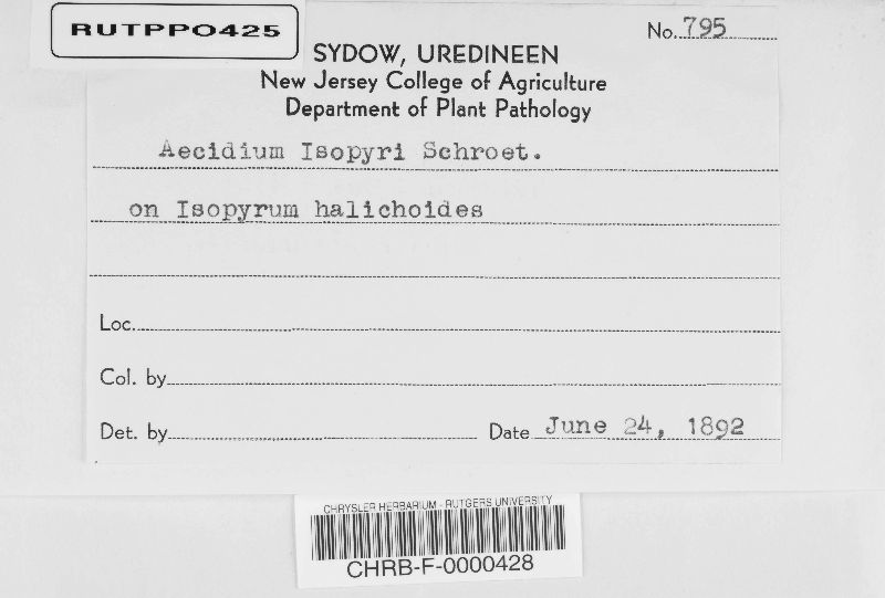 Aecidium isopyri image