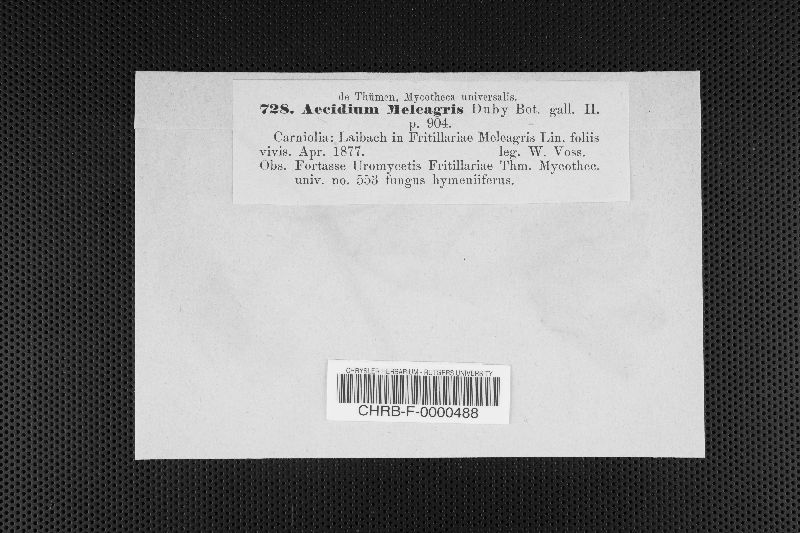 Aecidium meleagris image
