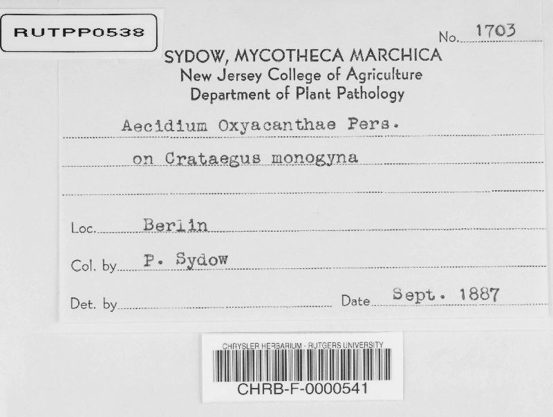 Aecidium oxyacanthae image