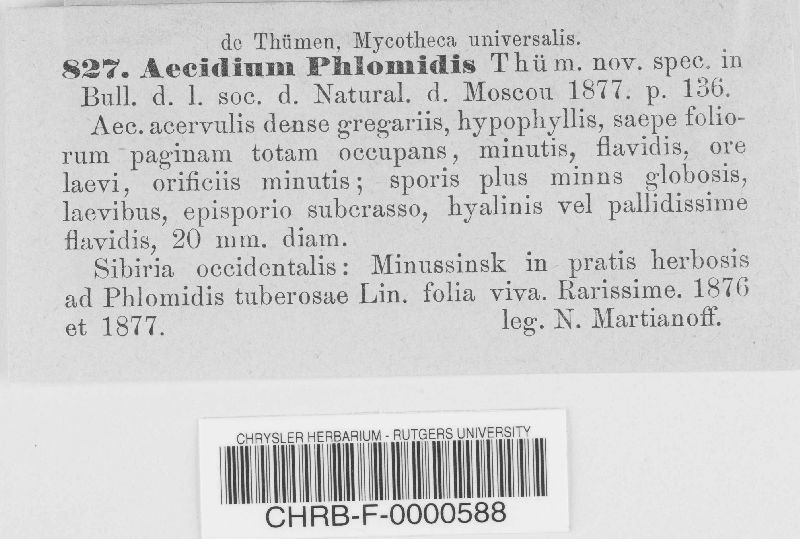 Aecidium phlomidis image