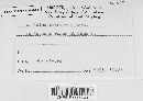 Aecidium punctatum image