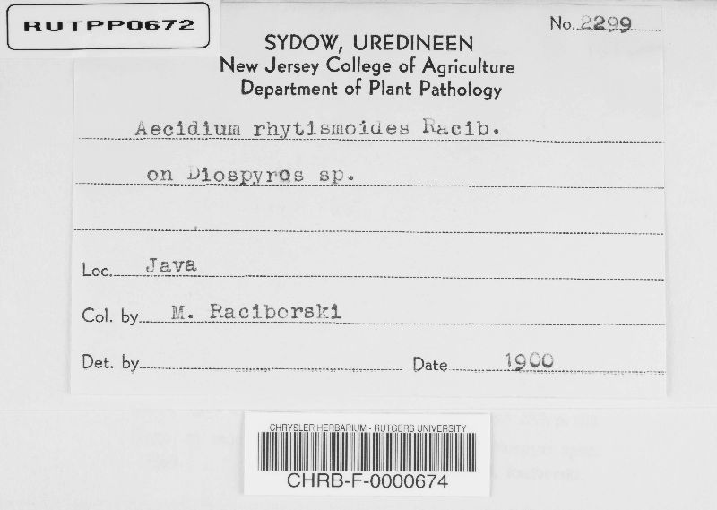 Aecidium rhytismoides image