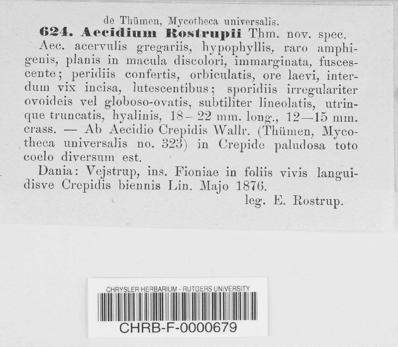 Aecidium rostrupii image