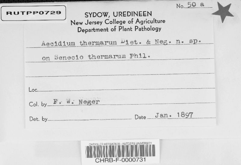 Aecidium thermarum image